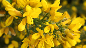 Bright yellow gorse flowers