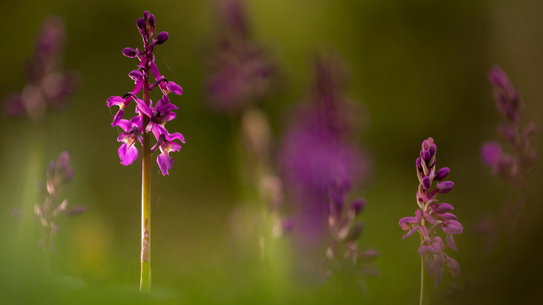 Early purple orchid with blurred background Early purple orchid with blurred background