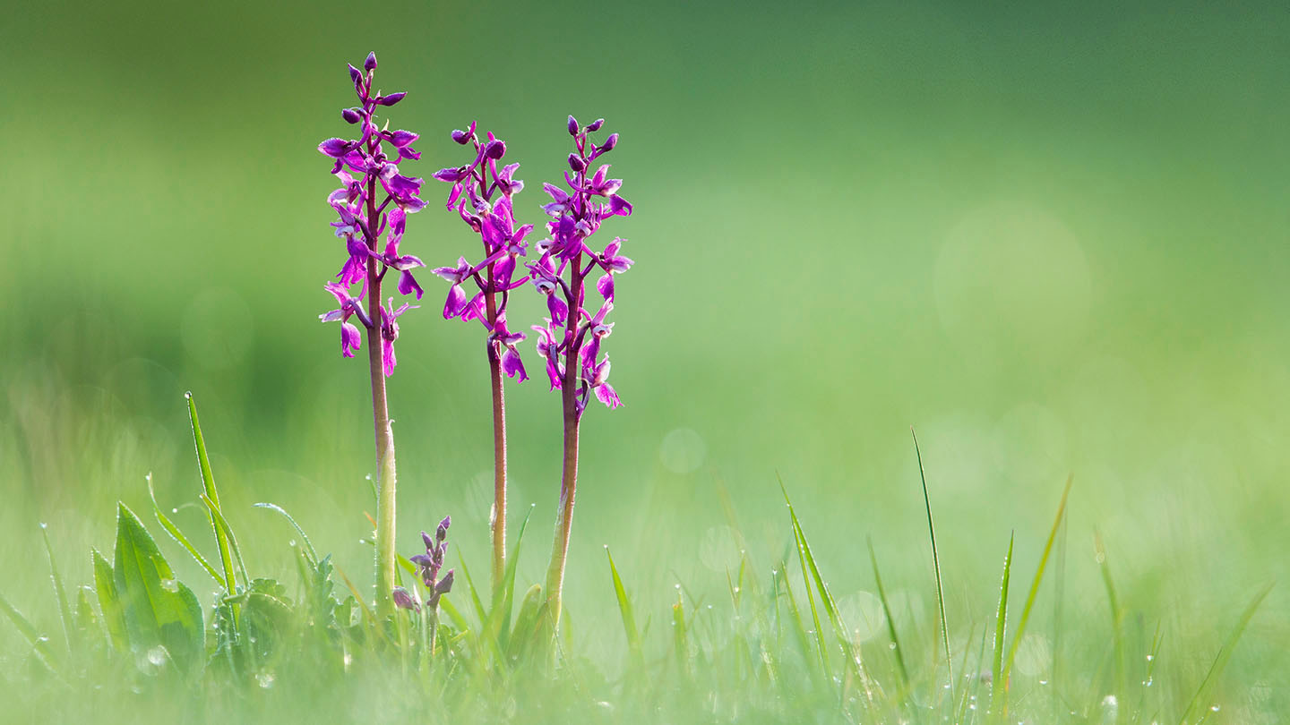 Early purple online orchid