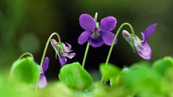 Common dog violet flowers and leaves