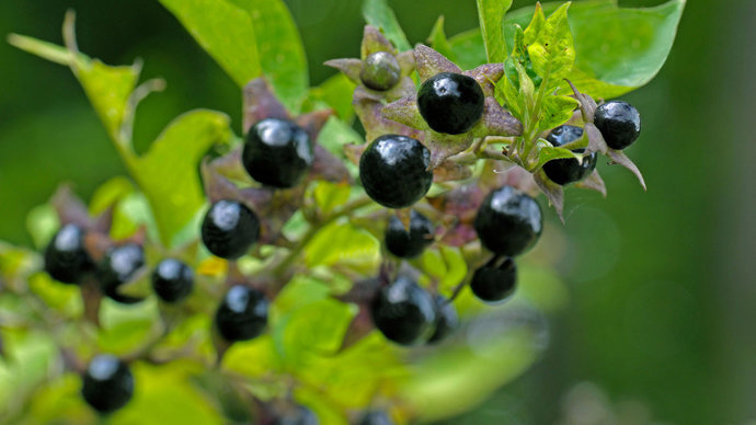 Deadly night shade twig with berries
