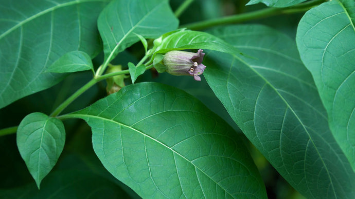 Deadly nightshade