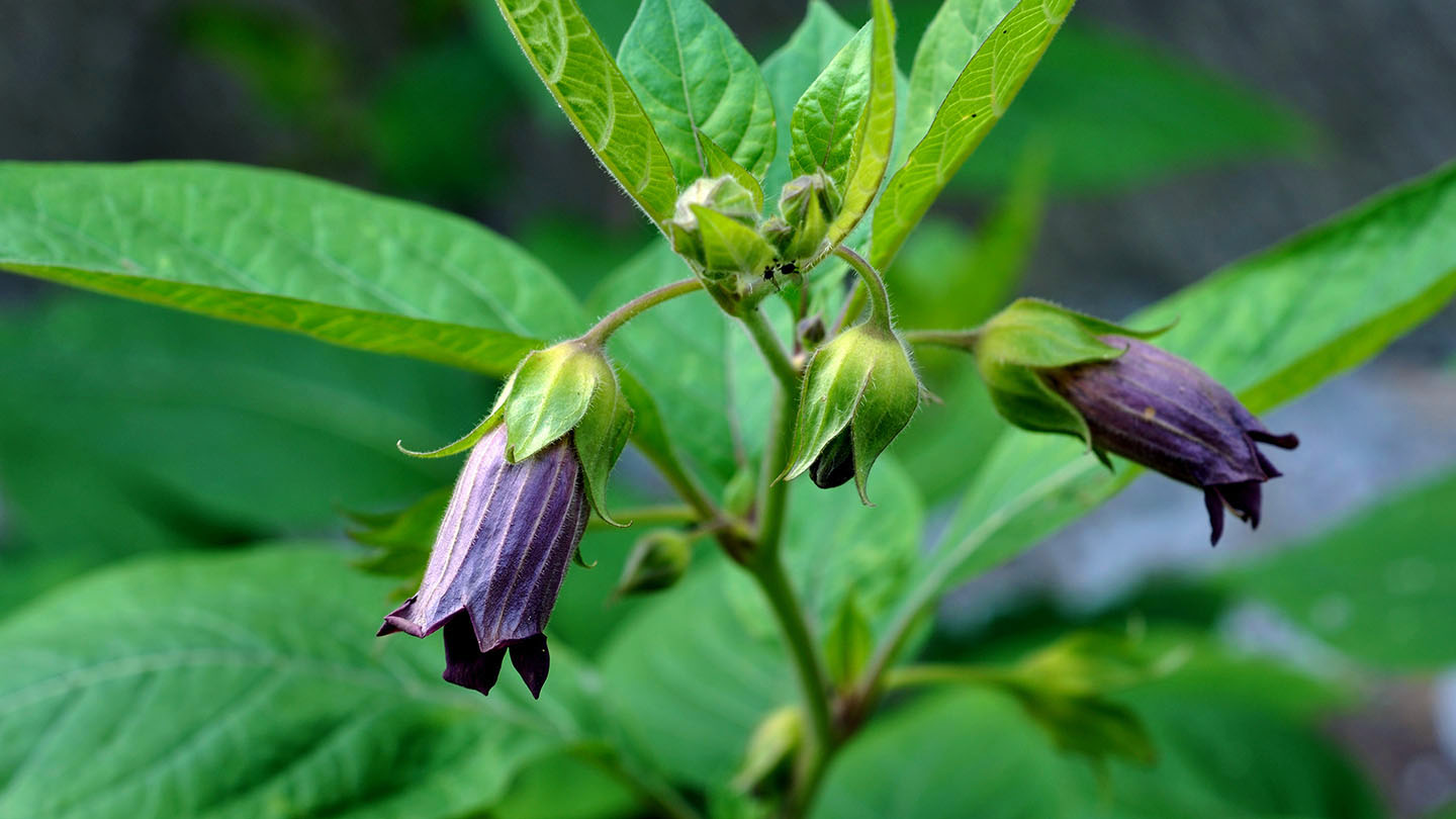 poisonous nightshade flower