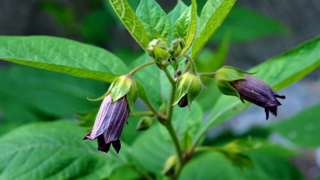 Deadly nightshade in flower