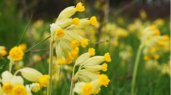 Cowslip close-up flowering in meadow