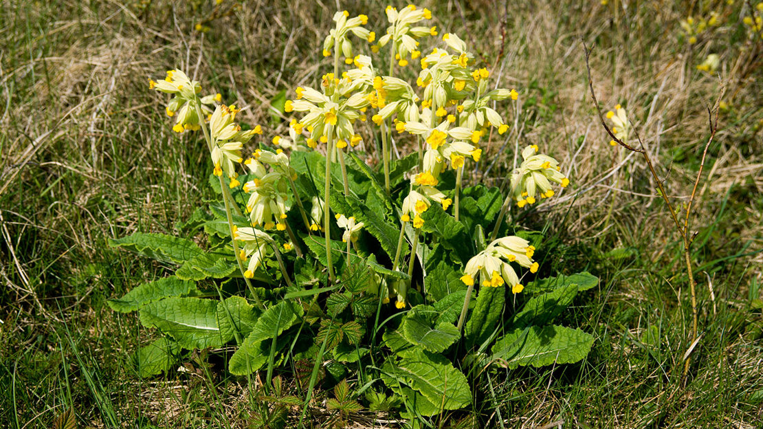 Cowslip in Porthcawl, South Wales