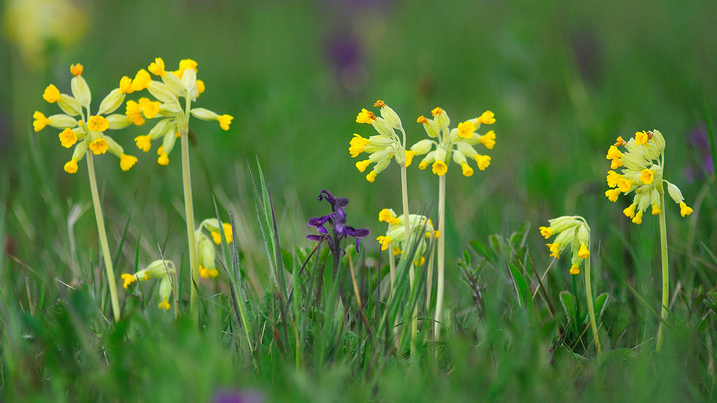 Cowslip flower deals