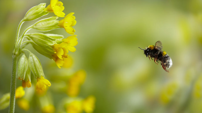 Cowslip buff-tailed bumblebee