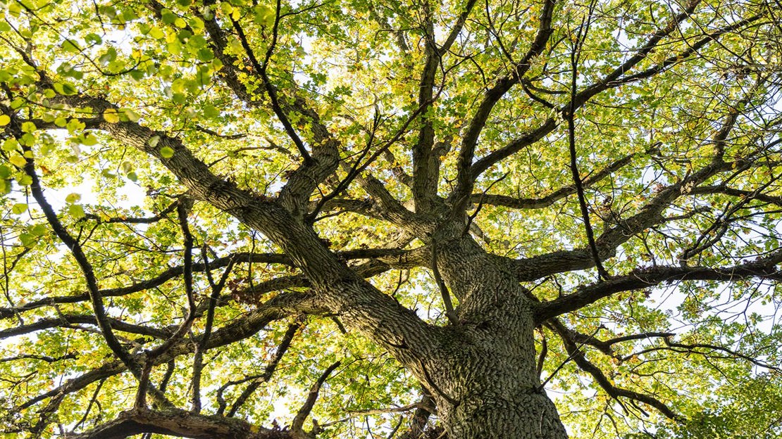 Tree in Uffmoor Wood