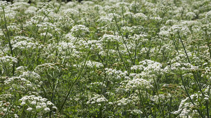 Cow parsley covering field in Dorset