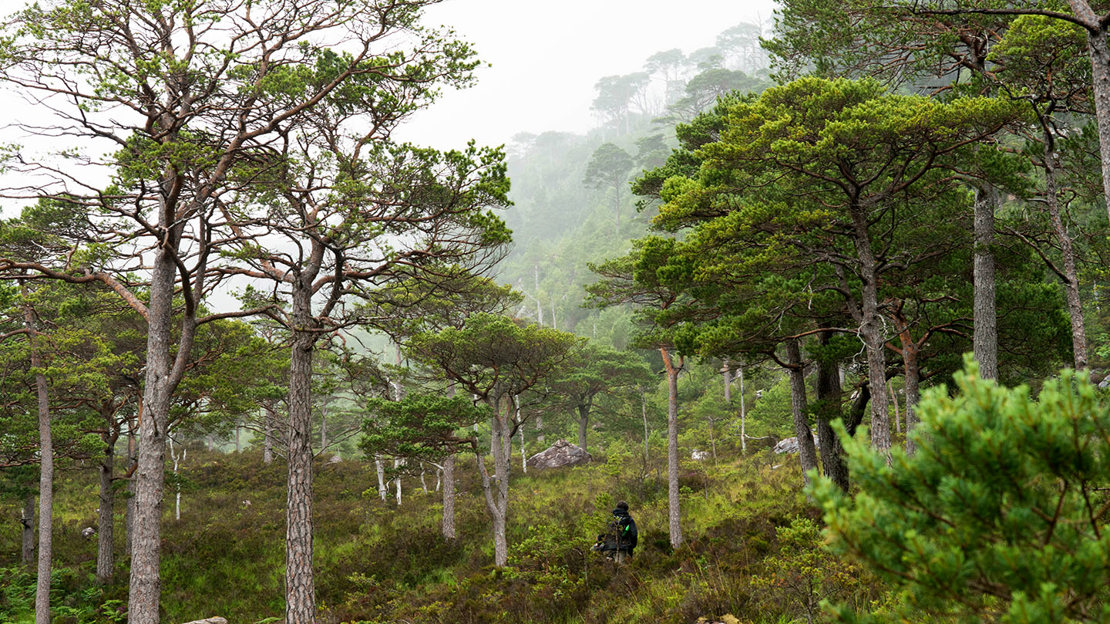 Person walking through misty woodland