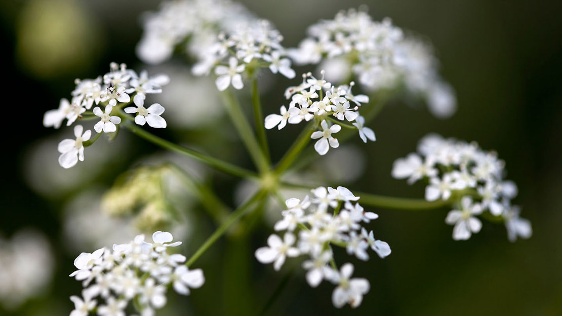 Cow parsley flowers