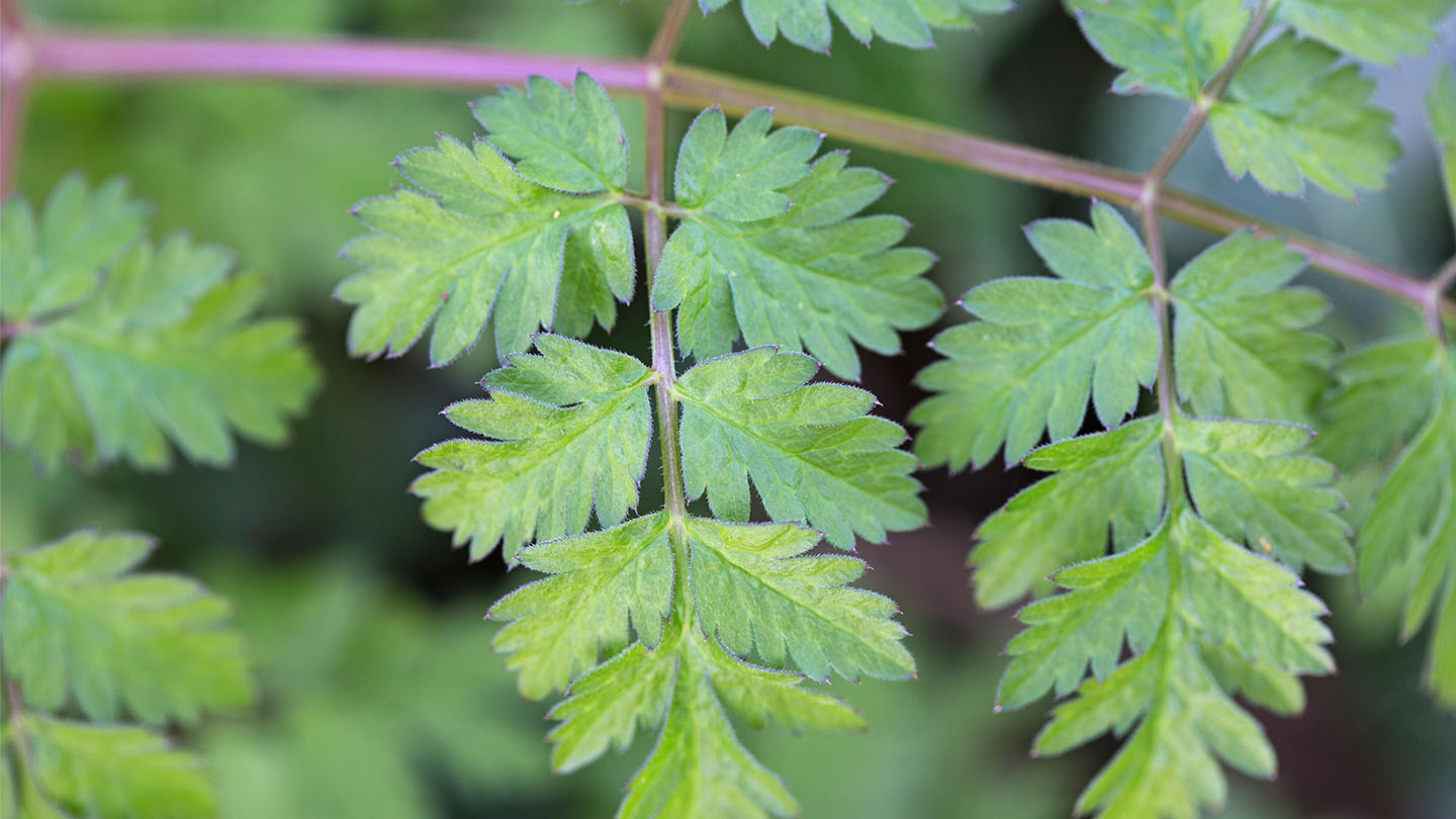 cow-parsley-anthriscus-sylvestris-woodland-trust