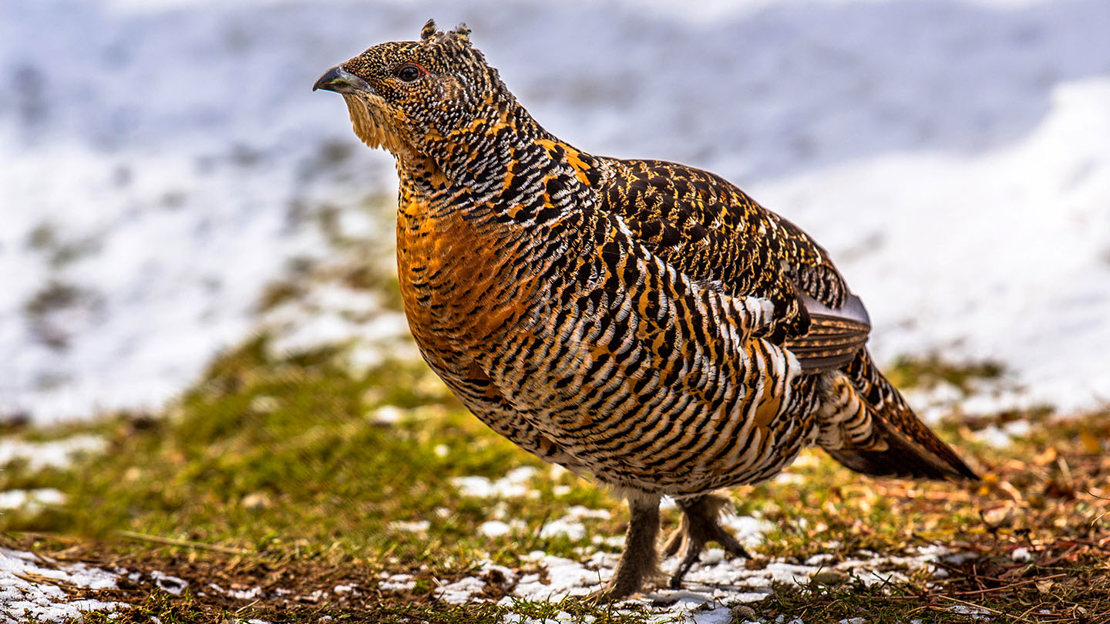 Capercaillie female on snowy ground