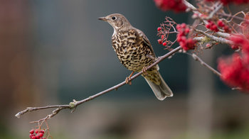 Mistle thrush perched on twig of berry-covered tree Mistle thrush perched on twig of berry-covered tree