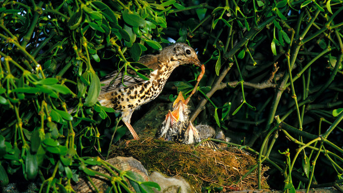 Mistle thrush feeding chicks at nest