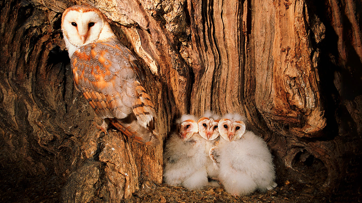 owl habitat facts