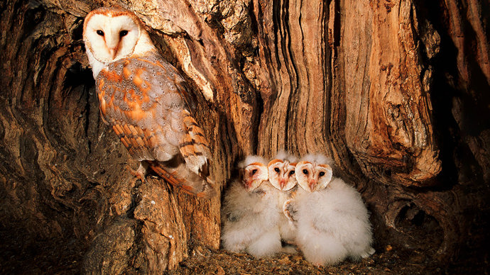 Barn owls female and chicks in nest
