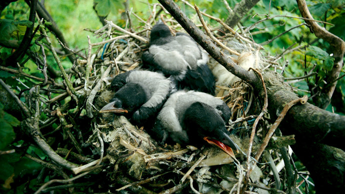 Hooded crow nest with three  chicks