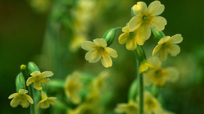 Oxlip flowers