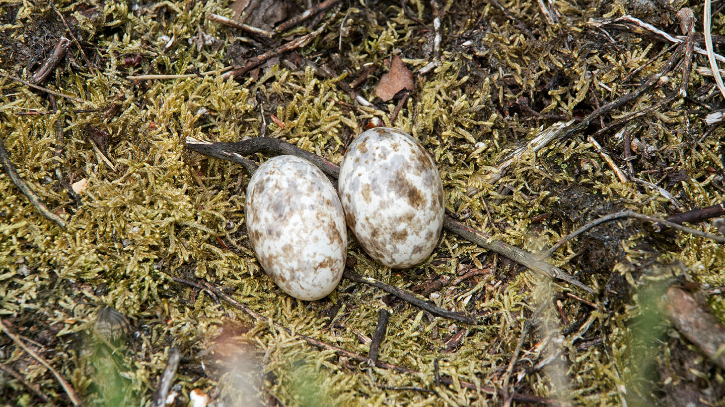 nightjar eggs