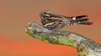 Nightjar male perched on a branch at dusk Nightjar male perched on a branch at dusk