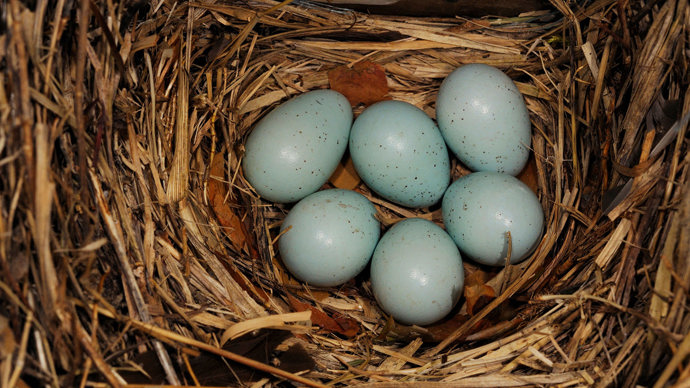 Starling eggs in nest