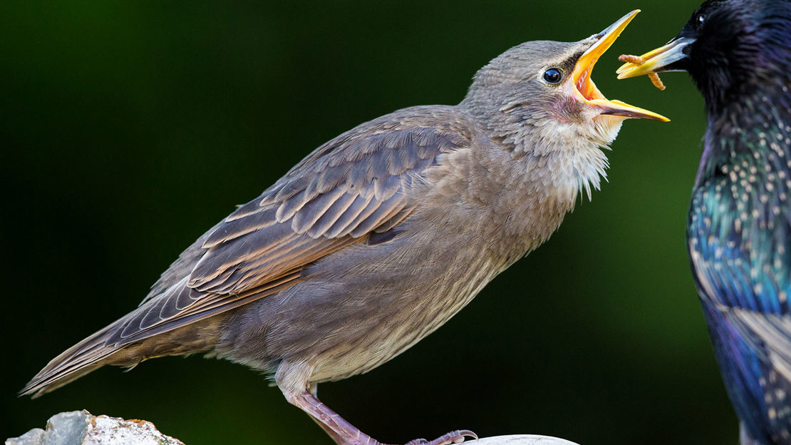 Starling feeding grub to fledgling