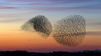 Starling flock murmurations at sunset