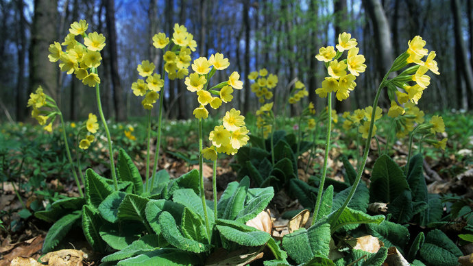 Oxlip whole plant