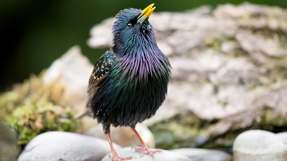 Starling standing on rock wet
