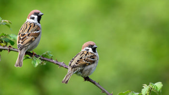 Two tree sparrows perched on bramble branch