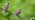 Two tree sparrows perched on bramble branch