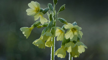 Oxlip