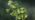 Oxlip