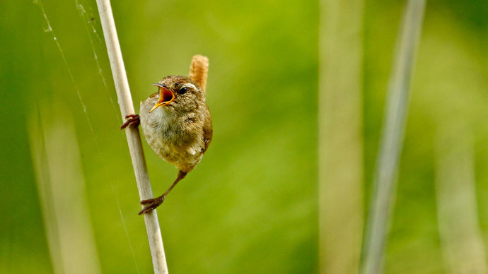 Wren singing on twig