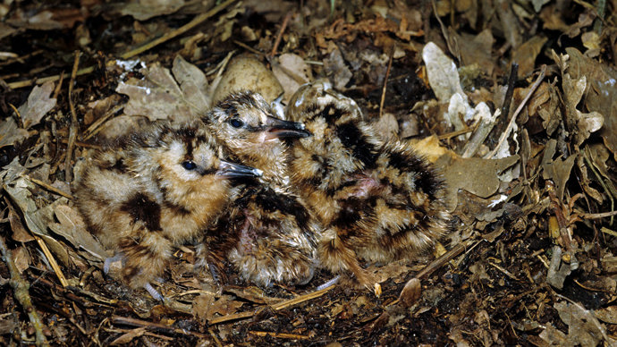 Woodcocks who are newly hatched in nest