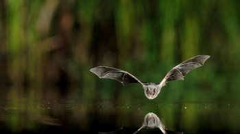 Barbastelle bat flying low over water