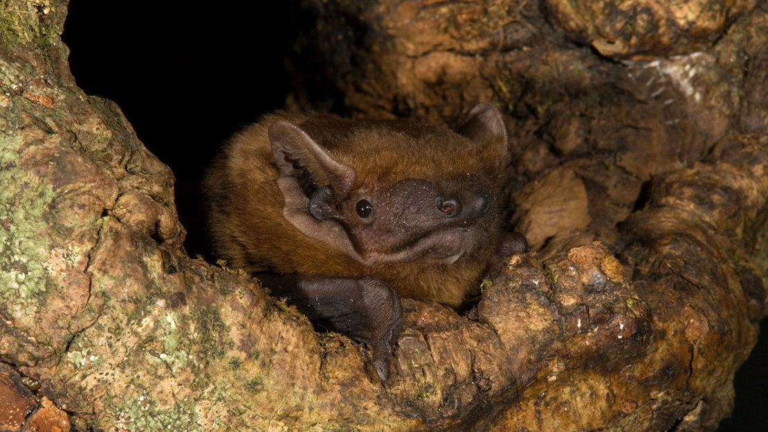 Noctule bat close up in tree hole