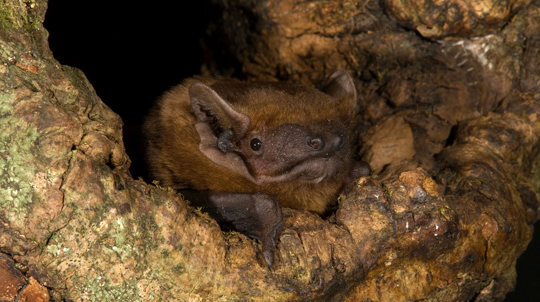 Noctule bat close up in tree hole