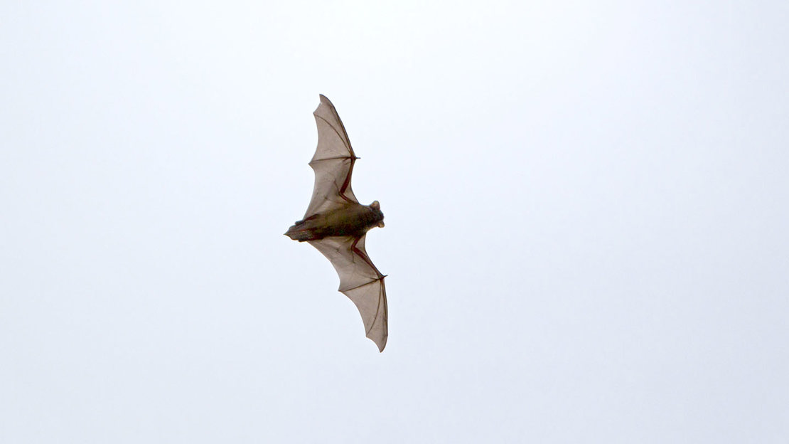 Noctule bat in flight at daytime