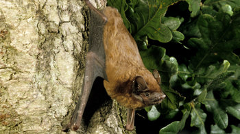 Noctule bat resting on an oak tree