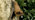 Noctule bat resting on an oak tree