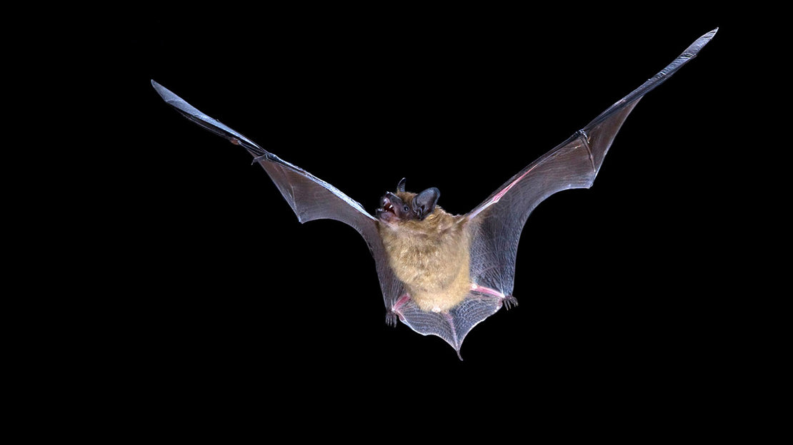 Serotine bat flying at night