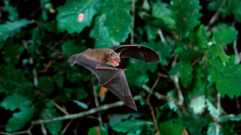 Soprano pipistrelle bat flying in front of an oak
