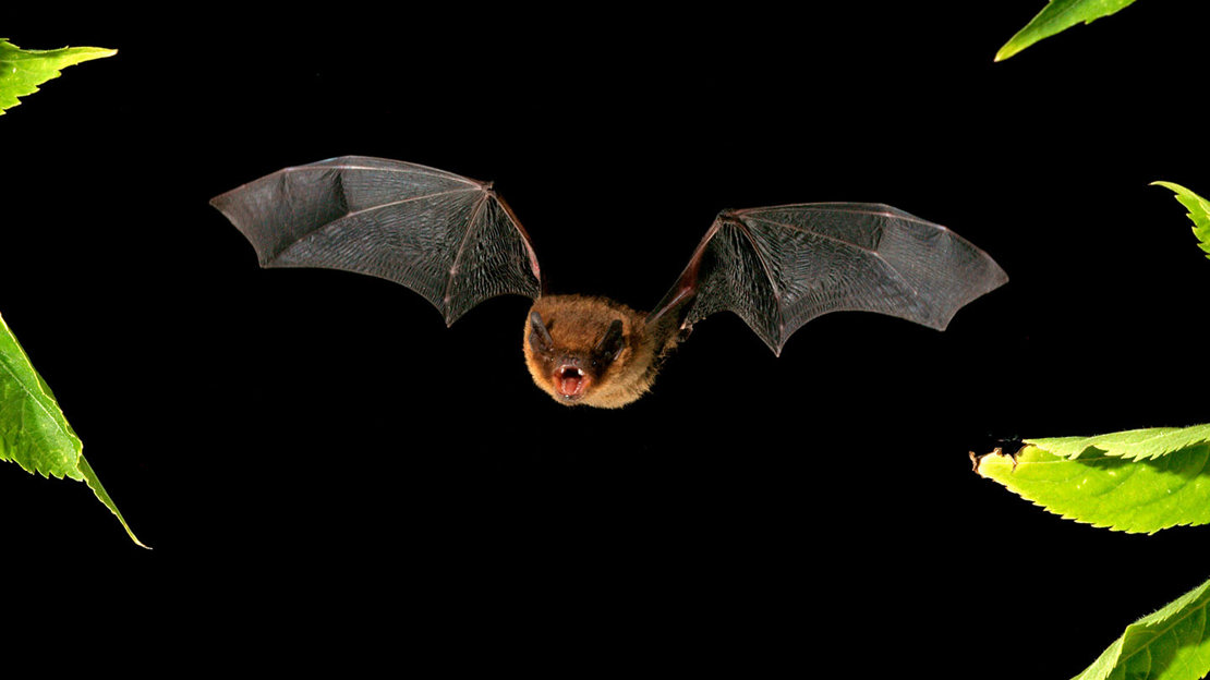 Soprano pipistrelle bat flying at night baring teeth