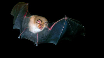 Lesser horseshoe bat in flight