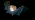 Lesser horseshoe bat in flight