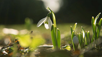Snowdrop in early spring