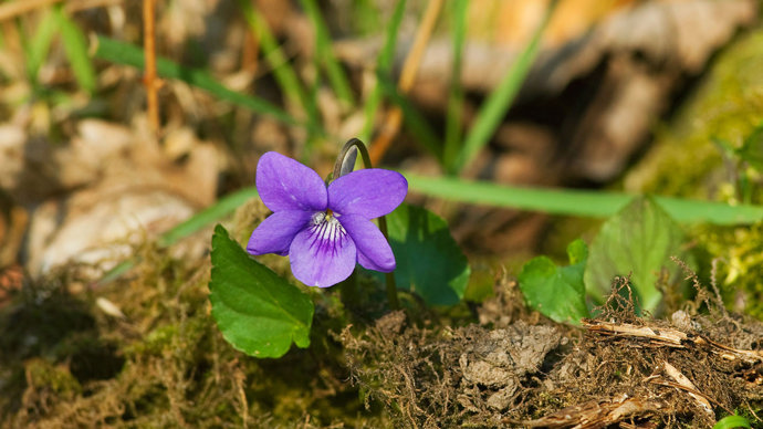 Sweet violet